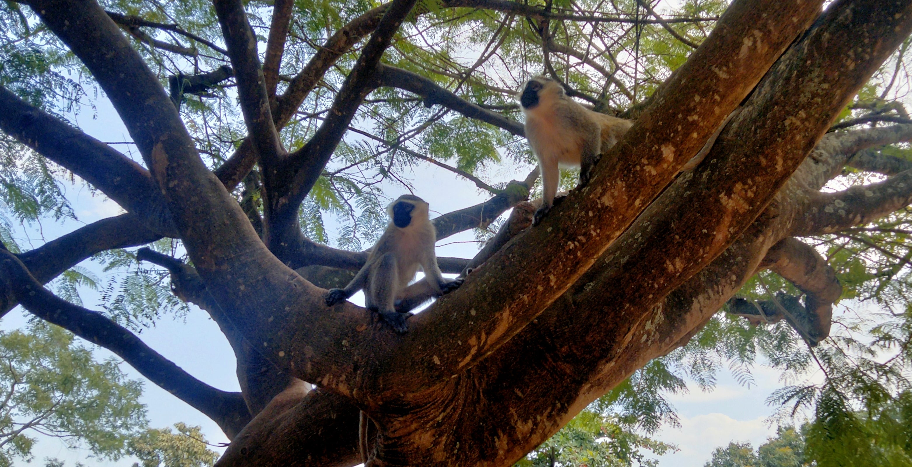 自然豊かなウガンダでは都市部でも猿や鳥などの野生動物に遭遇できる