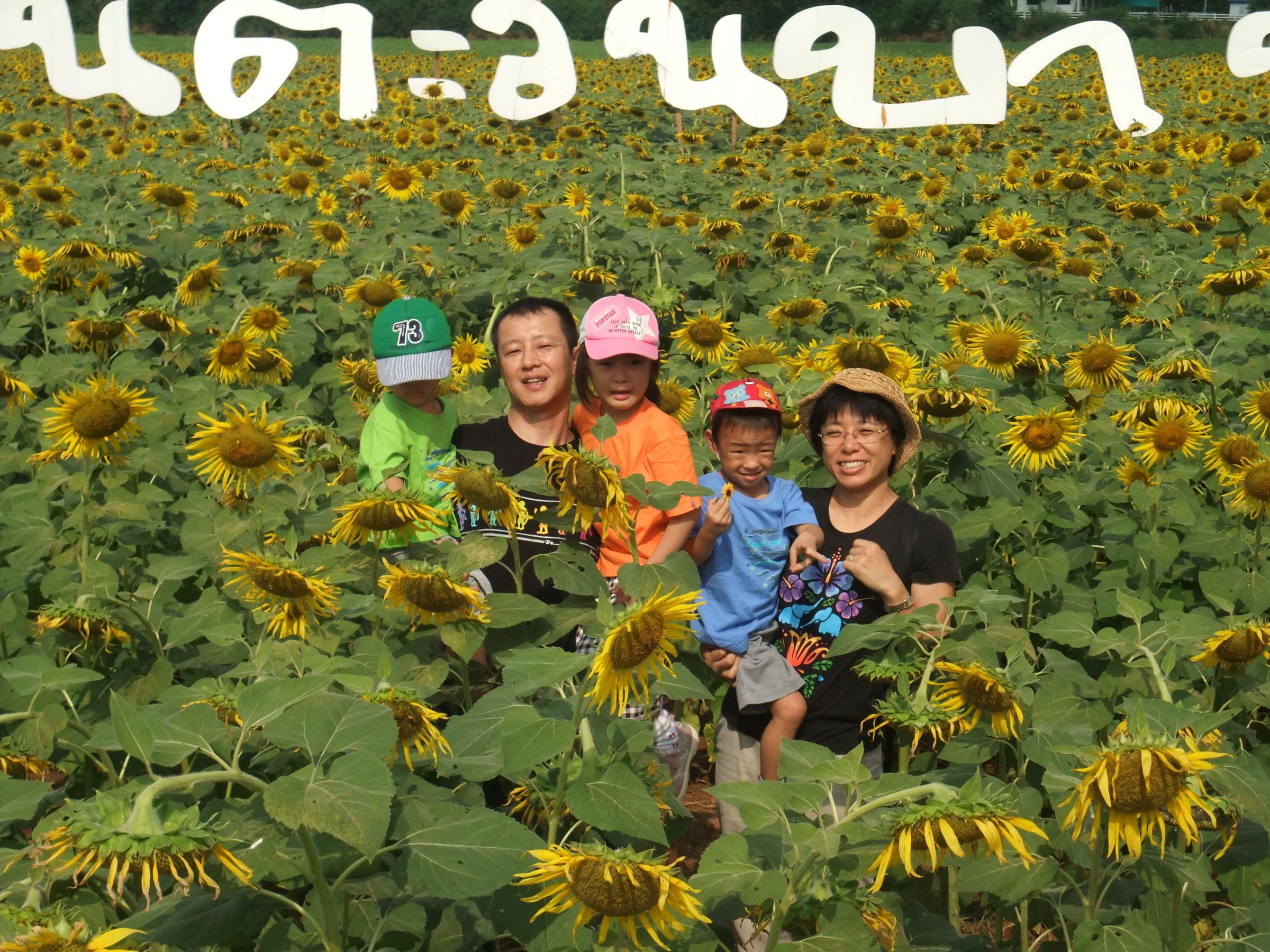 チョンブリのひまわり園に日帰り旅行 