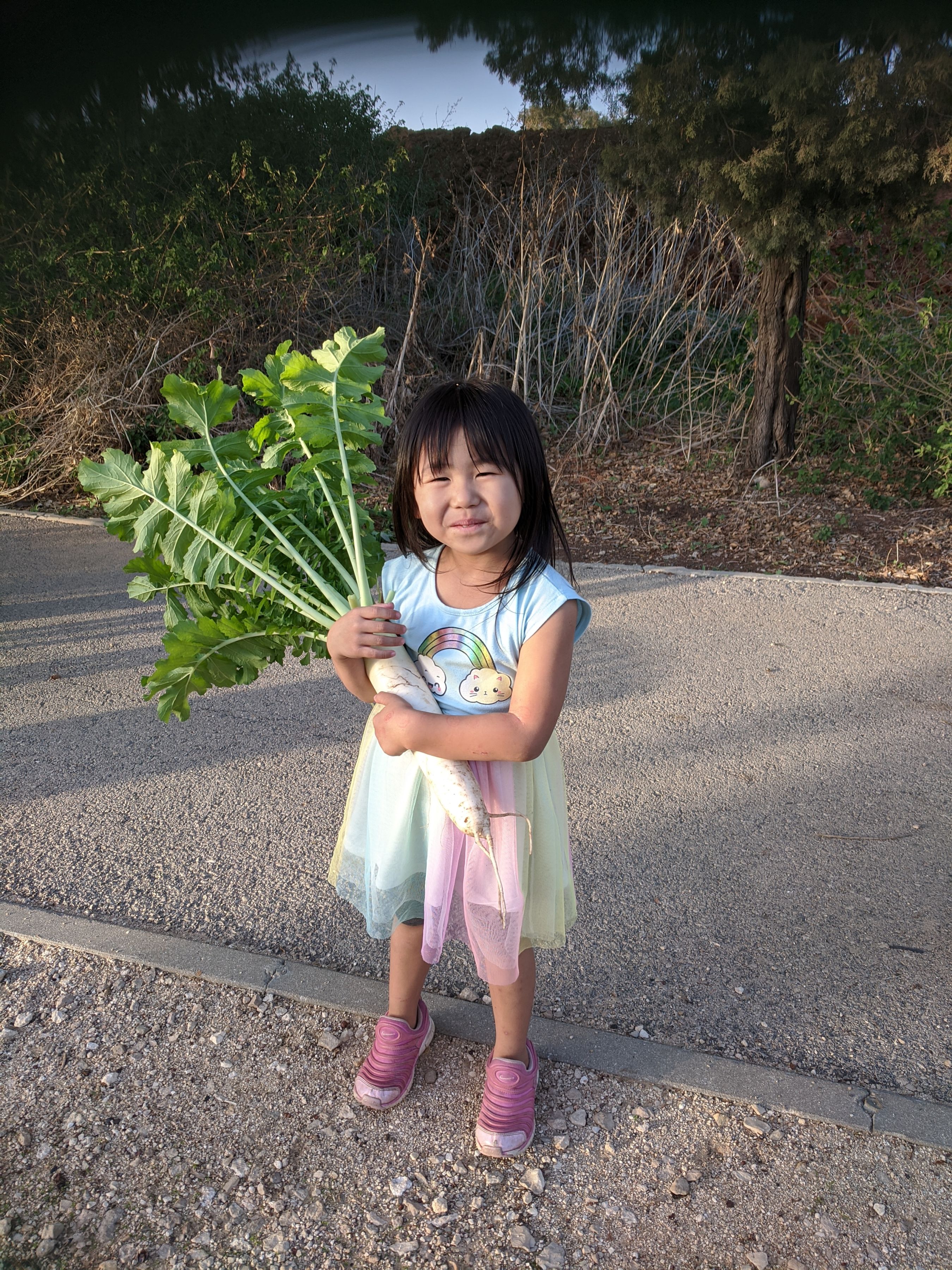 研究所の畑で大根を収穫したマイカ