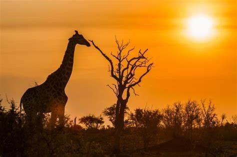 大自然でのサファリ体験   