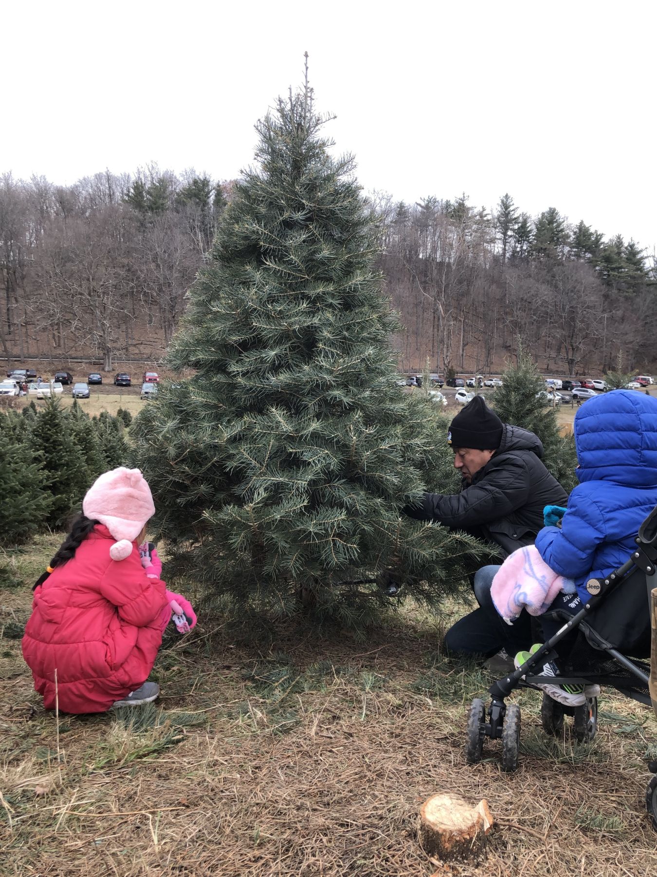 郊外にて、クリスマスツリー用に「モミの木」を伐採