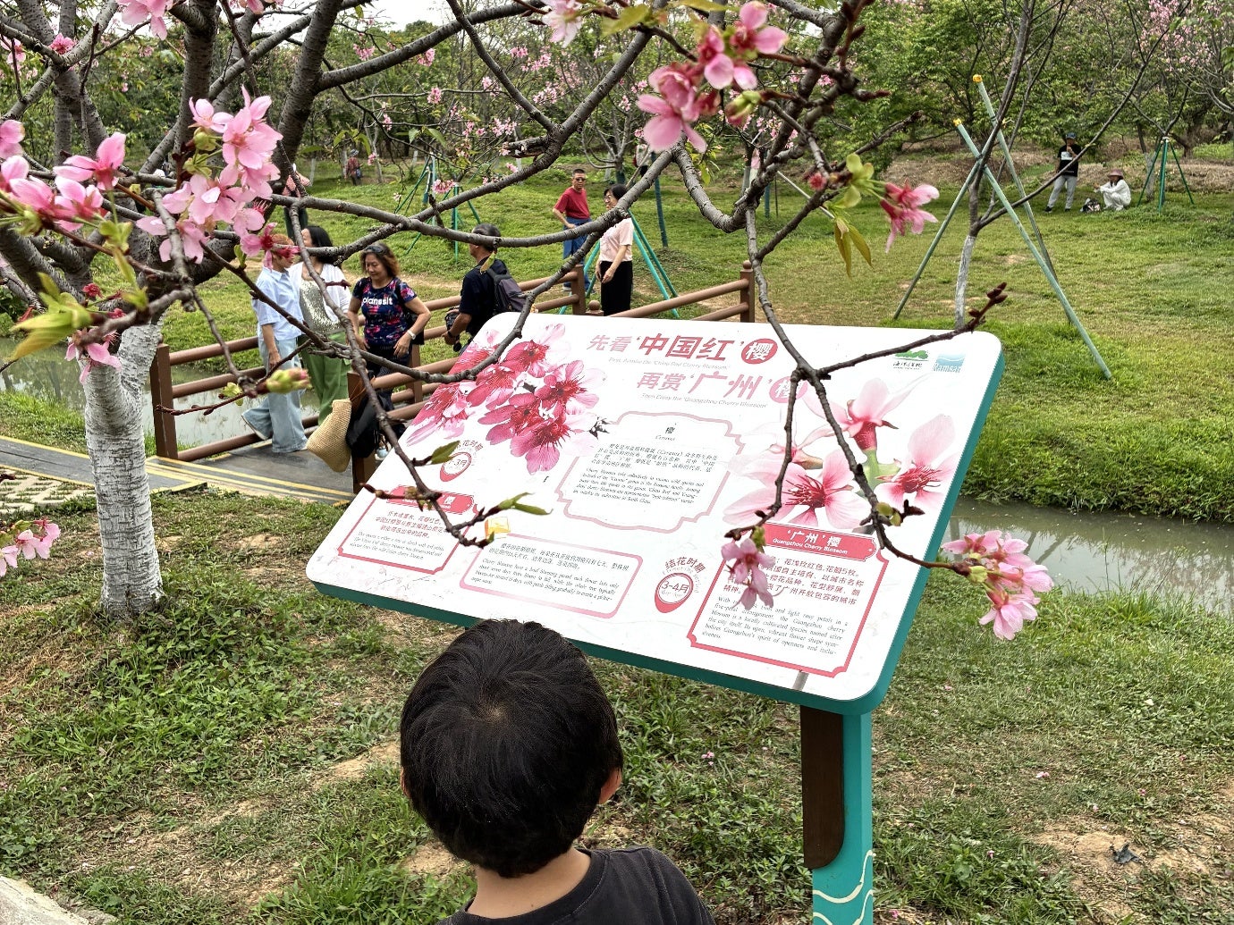 3月末に見た広州海珠湿地公園の桜