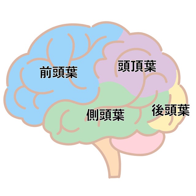 学力向上のカギを握る、脳の前頭前野の役割とは？